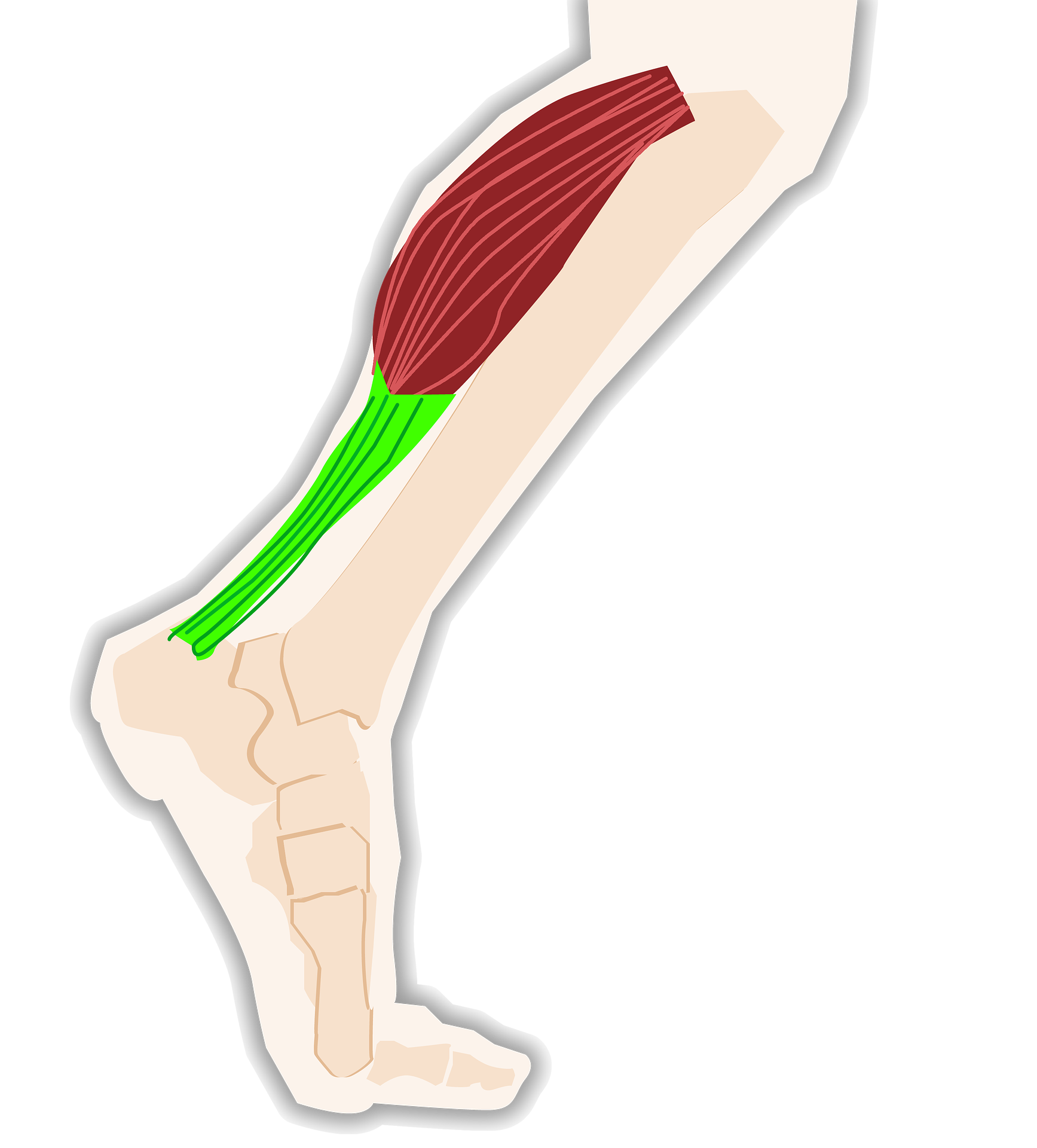Achilles Tendon Pain / Causes and Therapy Options – Dr George El Rassi